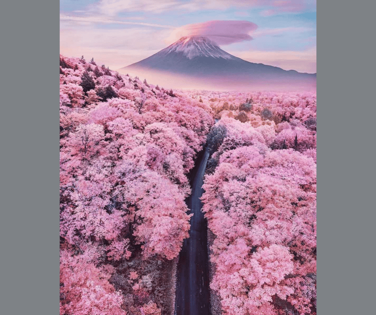 Tokyo: Mt. Fuji & Hakone Cherry Blossoms Private Day Tour - Lake Kawaguchiko, Kachi Kachi Ropeway, and Oishi Park lavender air