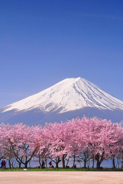 Tokyo: Mt. Fuji & Hakone Cherry Blossoms Private Day Tour - Lake Ashi and Hakone’s volcanic drama, with Owakudani crater views