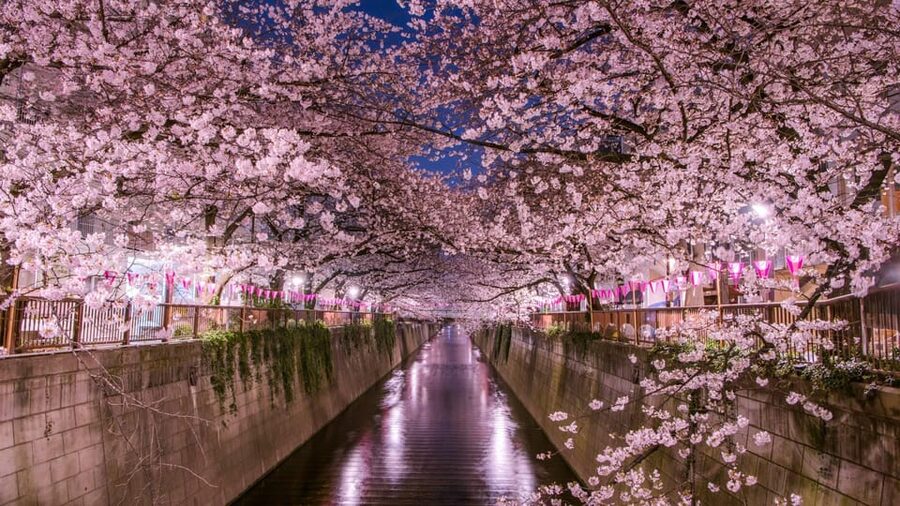 Tokyo: Mt. Fuji & Hakone Cherry Blossoms Private Day Tour - Gotemba Premium Outlets: the practical shopping stop that prevents stress