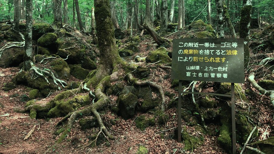 Tokyo: Mt. Fuji Hidden Gems and Aokigahara Forest Tour - Pickup in Tokyo and how the day typically flows