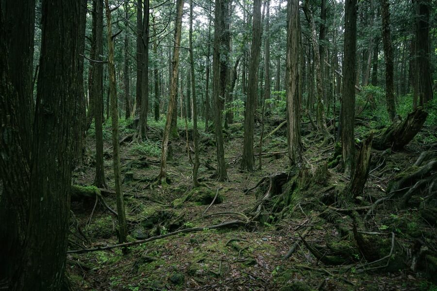 Tokyo: Mt. Fuji Hidden Gems and Aokigahara Forest Tour - Fugaku Wind Cave: geology plus the silkworm-egg chapter