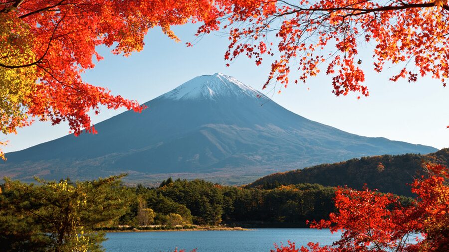 Tokyo: Mt. Fuji Hidden Gems and Aokigahara Forest Tour - Price and value: what $577 buys for up to 5 people