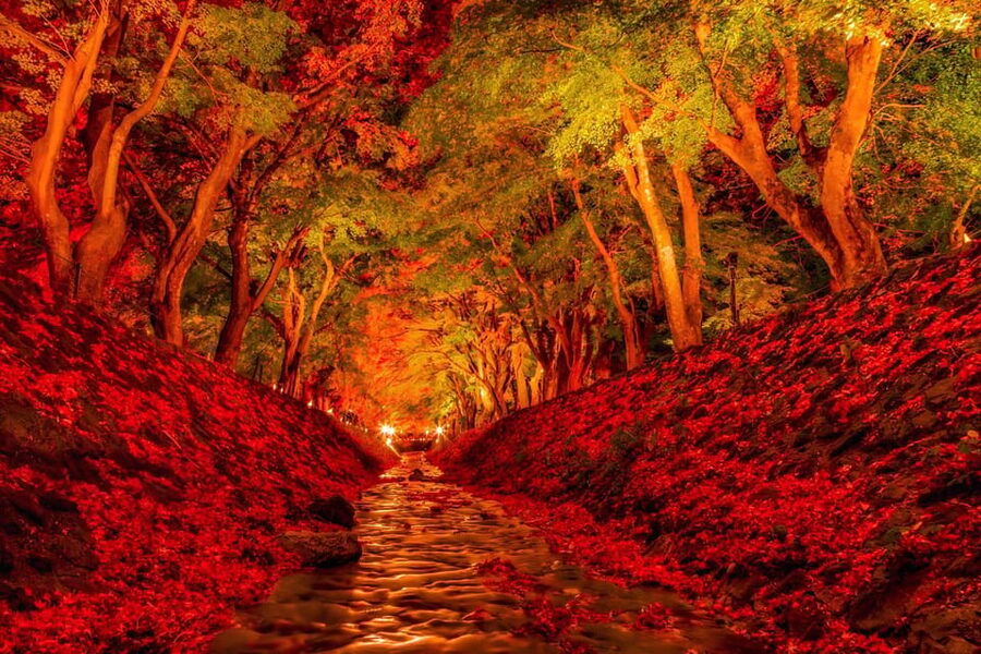 Tokyo: Mt Fuji Lake Kawaguchi & Yamanaka Hot Spring Day Tour - Price value: what $68 covers, what you should budget for