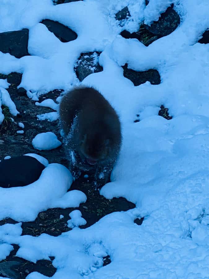 Tokyo/Nagano: private Tour with Snow Monkey Park & Temples - The Kamakura Snow Dome Village Seasonal Stop