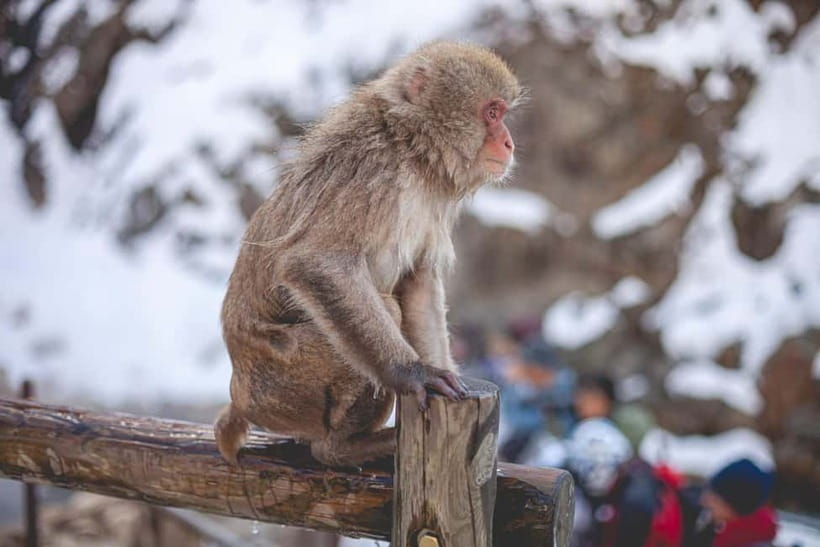 Tokyo: Nagano Snow Monkeys and Zenkoji Tour with Temples - Key Things I’d Pay Attention To Before You Go