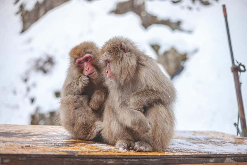 Tokyo: Nagano Snow Monkeys and Zenkoji Tour with Temples - Should You Book This Nagano Snow Monkey and Zenko-ji Tour?