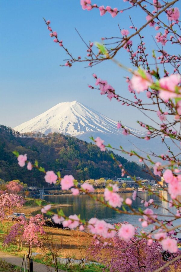 Tokyo: Private Day Trip to Mount Fuji and Hakone - Lake Kawaguchi and Oishi Park: Fuji Framing at Ground Level