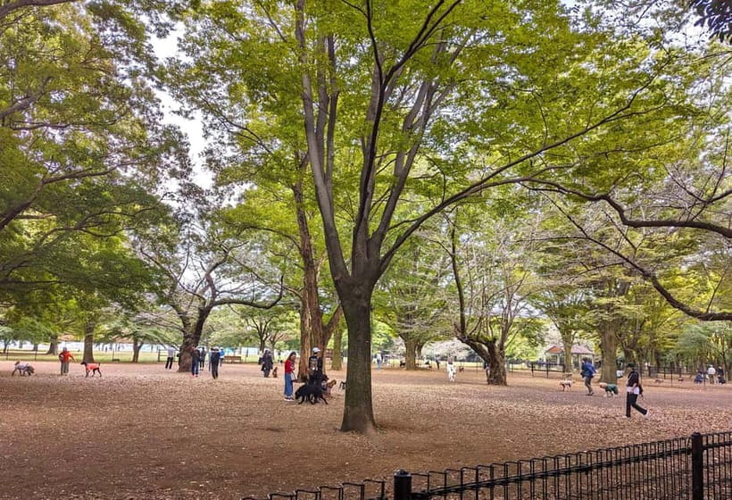 Tokyo: Private Morning Run with Sento Bath Experience - Yoyogi Park and Harajuku: the “quiet Tokyo” start