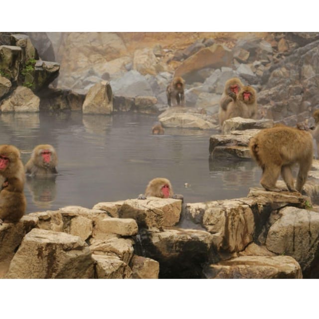 Tokyo: Snow Monkey & Nagano Customiseable Private Day Tour - Key things to know before you go