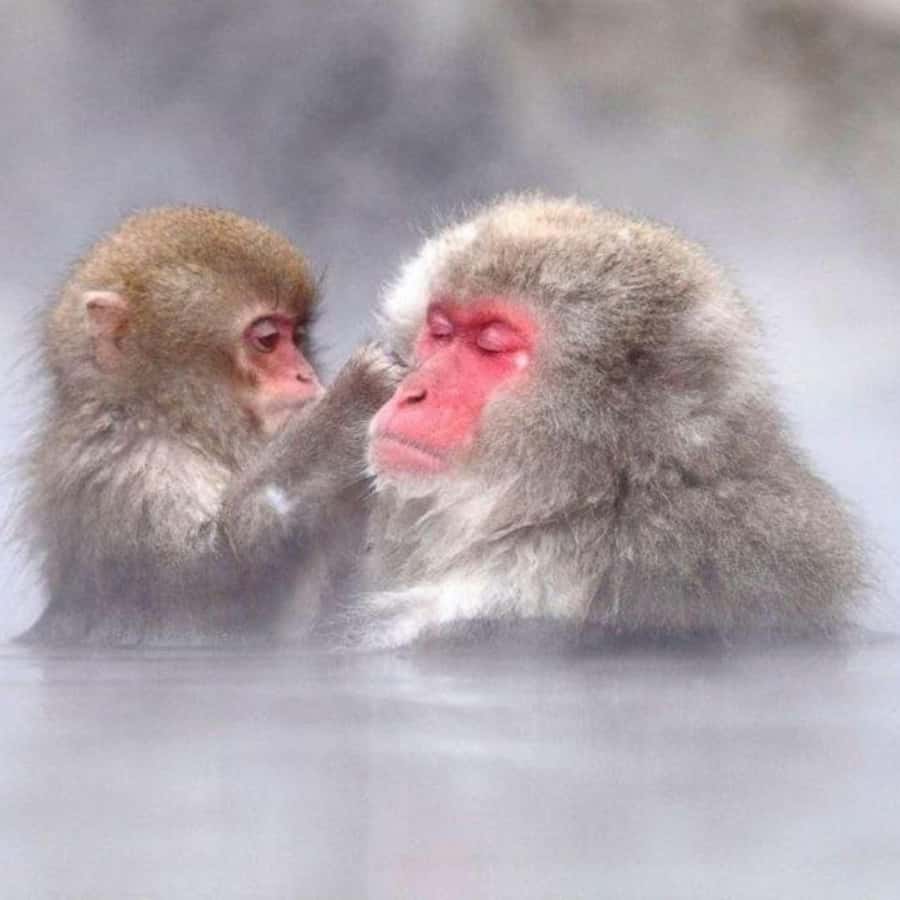 Tokyo: Snow Monkey Park and Zenkoji Temple Private Day Tour - Jigokudani Monkey Park: your best shot at close-up snow monkeys