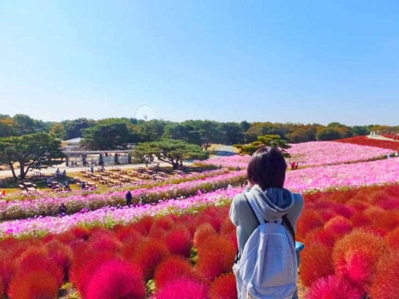 Tokyo: Spring Hitachi Seaside & Ashikaga Flower Park Tour - A Long But Very Doable Spring Day Trip From Tokyo