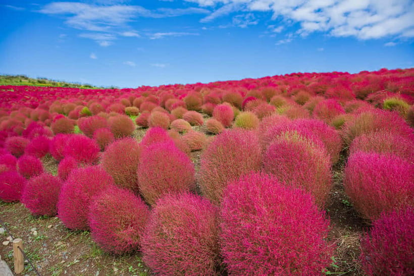 Tokyo: Spring Hitachi Seaside & Ashikaga Flower Park Tour - Guides, Pace, and Why Names Matter on This Kind of Tour