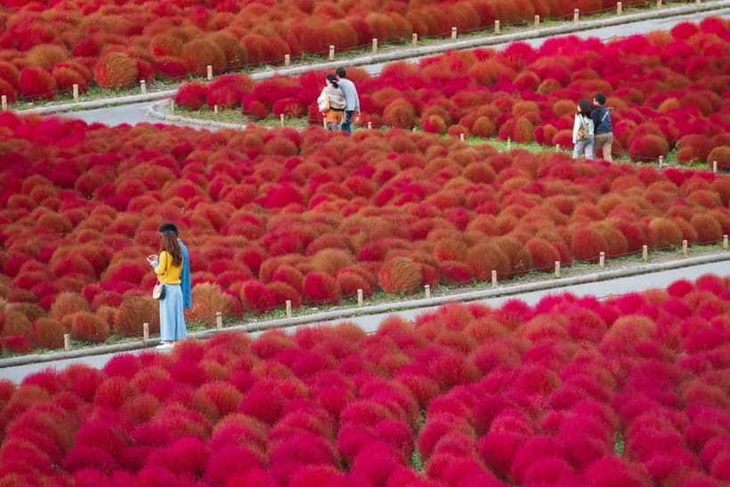 Tokyo: Spring Hitachi Seaside & Ashikaga Flower Park Tour - What You Should Bring for a Spring Flower Day