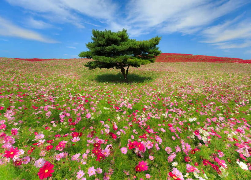 Tokyo: Spring Hitachi Seaside & Ashikaga Flower Park Tour - Should You Book This Hitachi Seaside and Ashikaga Flower Park Tour?