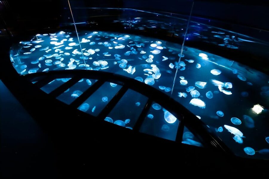 Tokyo: Sumida Aquarium Entry Ticket - Sumida Aquarium in a Nutshell, and Why $17 Feels Fair