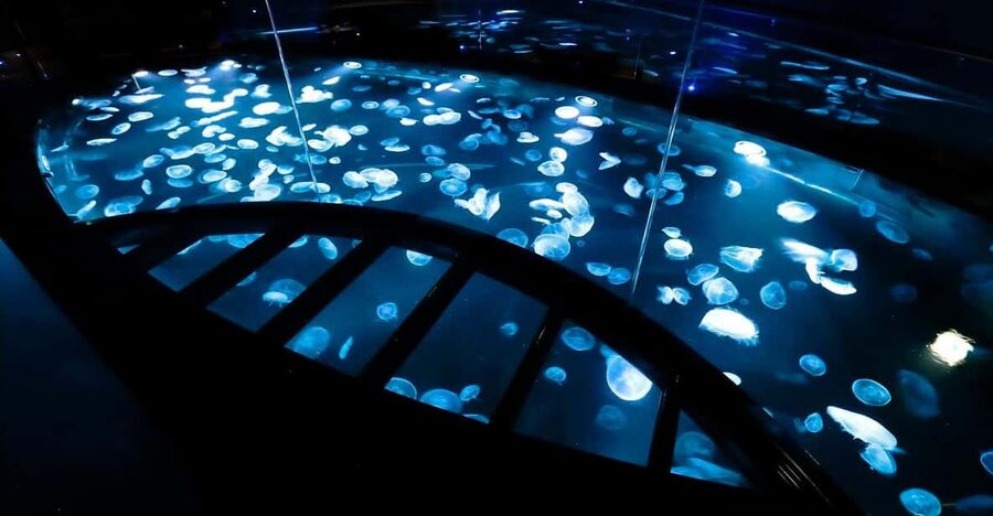Tokyo: Sumida Aquarium Entry Ticket - Arriving and Getting Oriented Near the Sumida Aquarium