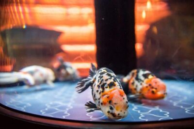 Sumida Aquarium Entry Ticket