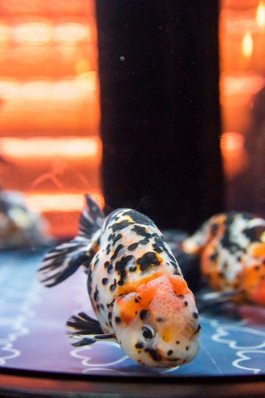 Tokyo: Sumida Aquarium Entry Ticket - Photography and Wildlife-Friendly Etiquette