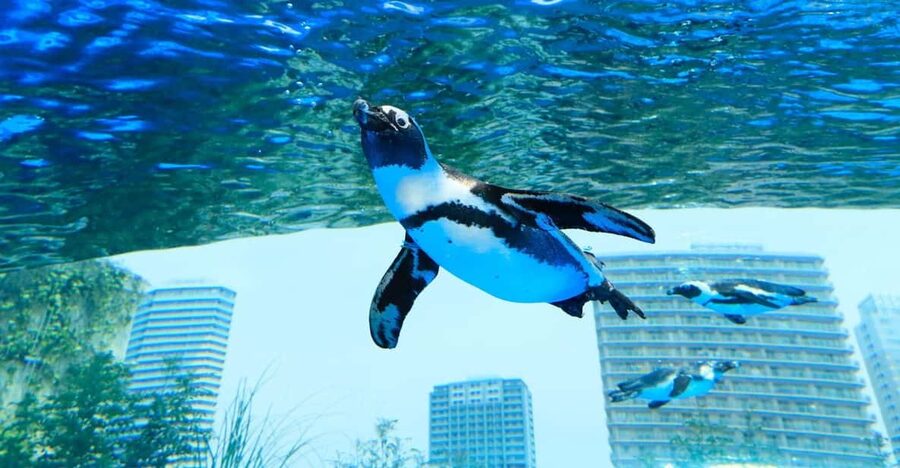 Tokyo: Sunshine Aquarium Entry Ticket - Key things I’d circle before you go