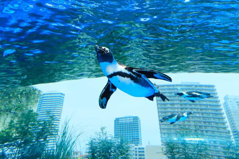 Tokyo: Sunshine Aquarium Entry Ticket - Ticket value: what $16 buys you in Tokyo terms