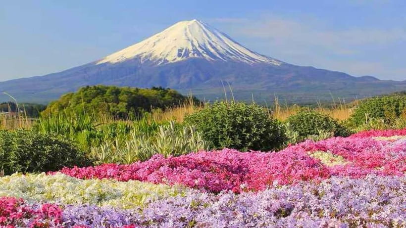 Tokyo To Mount FUJI Day Trip With English guide - Oishi Park (Fuji Flower Park): Panoramic Fuji and Lake Views