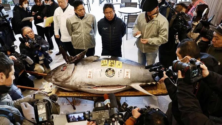 Tokyo: Toyosu Tuna Auction+Seafood Breakfast/Tsukiji Stroll - Key highlights
