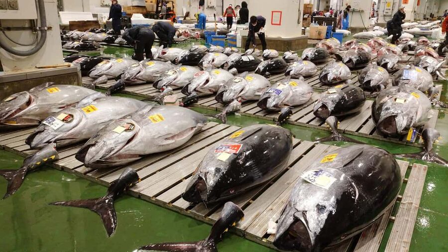 Tokyo: Toyosu Tuna Auction+Seafood Breakfast/Tsukiji Stroll - Why a Toyosu tuna auction feels like live Tokyo theater