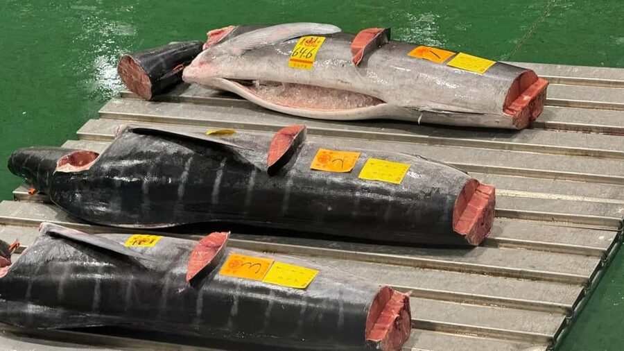 Tokyo: Toyosu Tuna Auction+Seafood Breakfast/Tsukiji Stroll - Toyosu vs Tsukiji: what changes when you go from modern to traditional