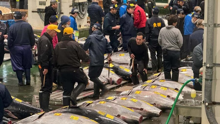 Tokyo: Toyosu Tuna Auction+Seafood Breakfast/Tsukiji Stroll - A few practical tips so the morning goes smoothly