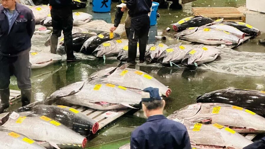 Tokyo: Toyosu Tuna Auction+Seafood Breakfast/Tsukiji Stroll - The early-morning schedule, broken down so you can plan your day