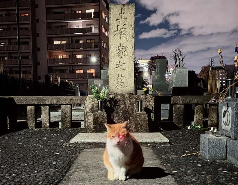 Tokyo: True Crime And Ghost Stories Tour - Toyama Park: Ghost Lore Meets Wartime Atrocities