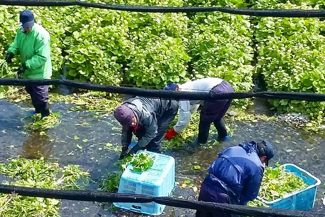 Wasabi Farm Walking Tour & Lunch - Timing, group size, and getting there without stress