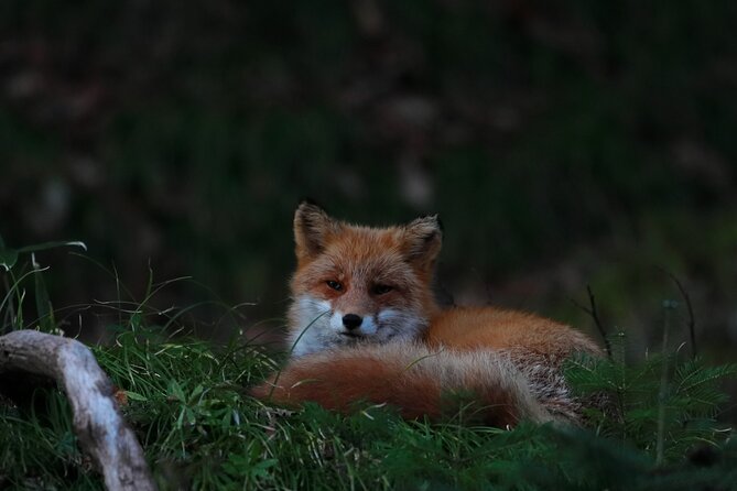 Wildlife Night Drive in Shiretoko national park - Why Shiretoko Works So Well After Dark