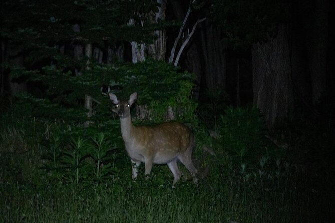 Wildlife Night Drive in Shiretoko national park - Price and What You Actually Get for $35.36