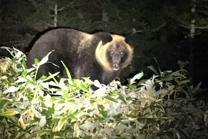 Wildlife Night Drive in Shiretoko national park - The Wildlife Lecture: Your Cheat Sheet for Seeing in the Dark